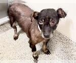 Small #2 Dachshund Mix