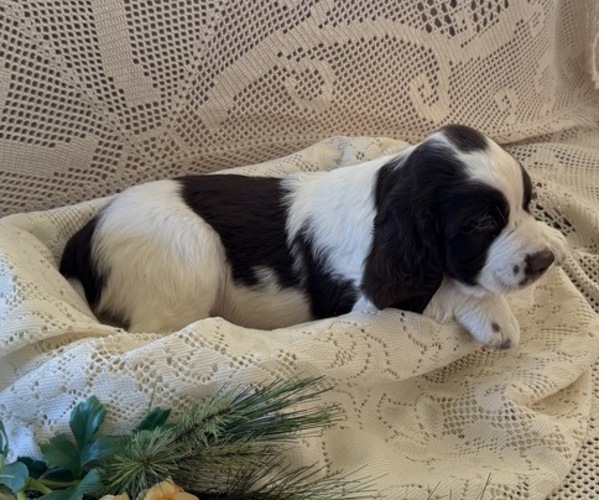 Medium Photo #4 English Springer Spaniel Puppy For Sale in OWEN, WI, USA