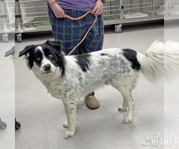 Medium Photo #3 Border-Aussie Puppy For Sale in Washington, DC, USA