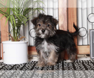Yo-Chon Puppy for sale in NAPLES, FL, USA