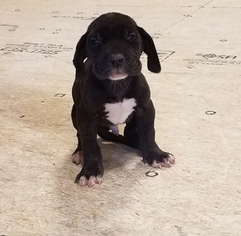 Great Dane Puppy for sale in ARTHUR, IL, USA