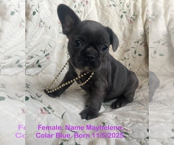 Medium Photo #2 French Bulldog Puppy For Sale in FORT PLAIN, NY, USA