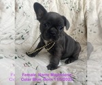 Small #1 French Bulldog