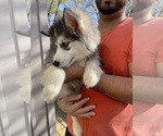 Small Photo #1 Siberian Husky Puppy For Sale in KANSAS CITY, MO, USA