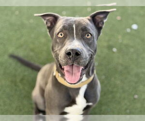 American Pit Bull Terrier-Unknown Mix Dogs for adoption in Tavares, FL, USA