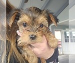 Small Photo #21 Yorkshire Terrier Puppy For Sale in LINCOLN CITY, OR, USA