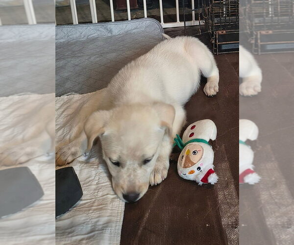 Medium Photo #4 Labrenees Puppy For Sale in Aurora, IN, USA