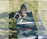Small #4 English Bulldogge