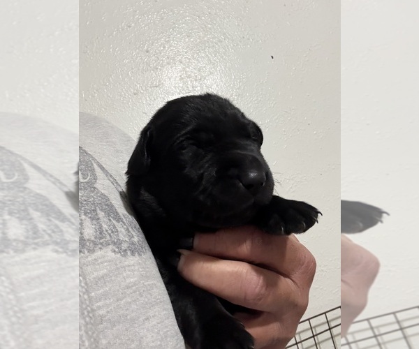 Medium Photo #1 Labrador Retriever Puppy For Sale in OSYKA, MS, USA