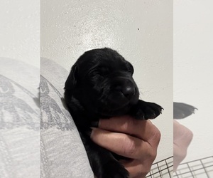 Labrador Retriever Puppy for sale in OSYKA, MS, USA