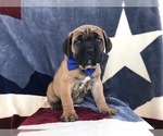 Small Photo #3 Cane Corso Puppy For Sale in LANCASTER, PA, USA