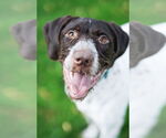Small #6 German Wirehaired Pointer
