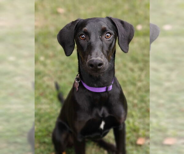 Medium Photo #4 Labrador Retriever-Unknown Mix Puppy For Sale in Fort Worth, TX, USA