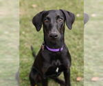 Small Photo #4 Labrador Retriever-Unknown Mix Puppy For Sale in Fort Worth, TX, USA