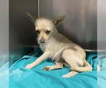 Small Chihuahua