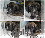 Small #1 Cane Corso-Presa Canario Mix