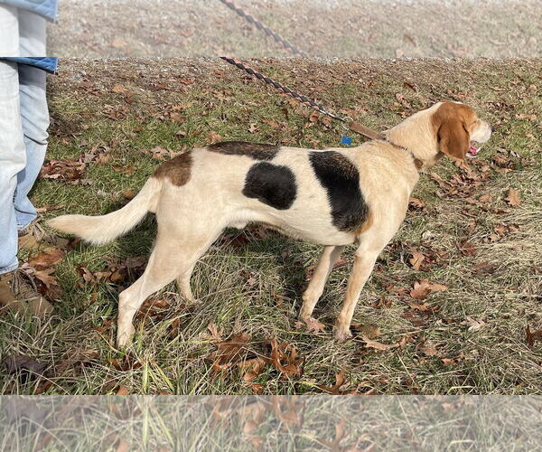 Medium Photo #4 English Foxhound-Unknown Mix Puppy For Sale in Rustburg, VA, USA