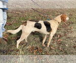 Small #3 English Foxhound Mix