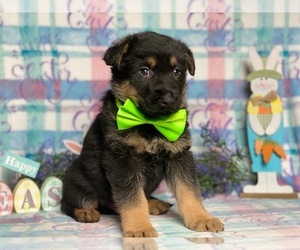 German Shepherd Dog Puppy for sale in LANCASTER, PA, USA