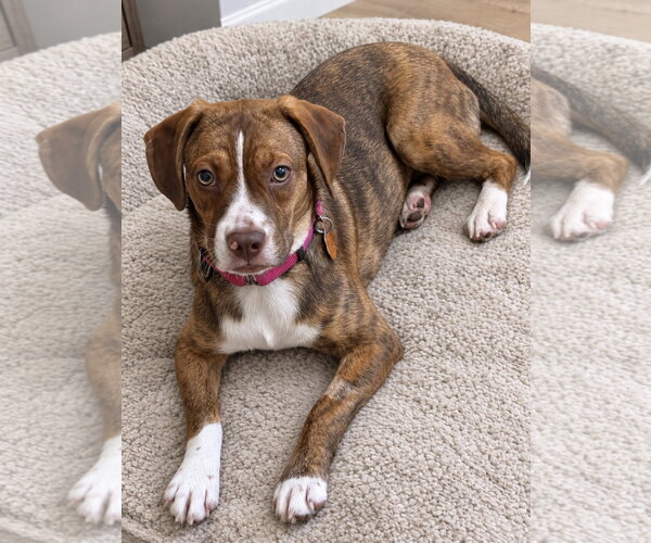 Medium Photo #1 Boglen Terrier Puppy For Sale in Omaha, NE, USA
