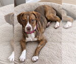 Joanie June Bug - Female Boglen Terrier Dog for Adoption - Small photo
