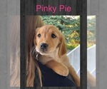 Puppy Pinkie Pie Golden Retriever