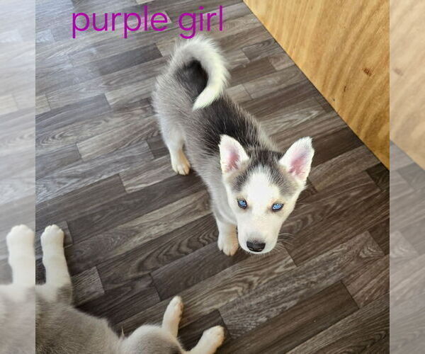 Medium Photo #12 Siberian Husky Puppy For Sale in KING GEORGE, VA, USA