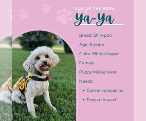 Shih-Poo Dogs for adoption in Mukwonago, WI, USA