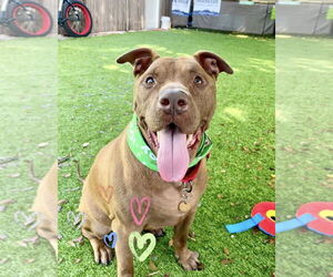 Rudolph (Rudy) - Male American Staffordshire Terrier-Unknown Mix Dog for Adoption - Photo #2