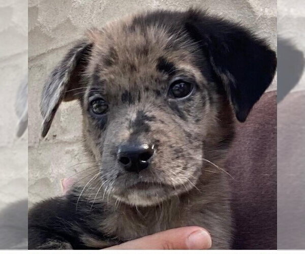 Medium Photo #4 Australian Shepherd-Unknown Mix Puppy For Sale in New York, NY, USA