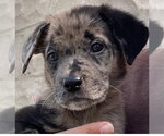 Small #3 Australian Shepherd Mix