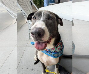 American Staffordshire Terrier-Unknown Mix Dogs for adoption in Jackson, MS, USA