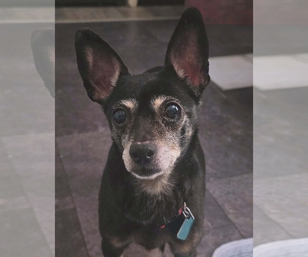 Medium Photo #1 Chihuahua-Unknown Mix Puppy For Sale in Clarkston, MI, USA