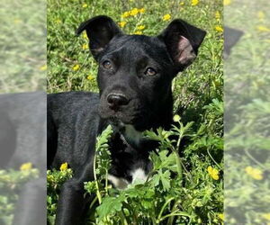 Retriever -Unknown Mix Dogs for adoption in Hillsboro, NH, USA