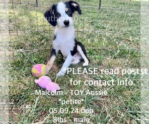 Miniature Australian Shepherd Puppy for sale in CASSVILLE, MO, USA