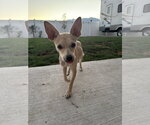 Small #6 Chihuahua Mix