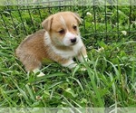 Small Photo #7 Pembroke Welsh Corgi Puppy For Sale in RICHLAND, MO, USA