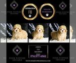 Small Photo #49 Maltipoo (Miniature) Puppy For Sale in WARSAW, IN, USA