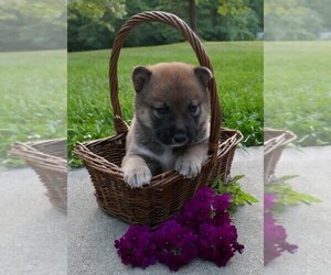 Shiba Inu Puppy for sale in THREE RIVERS, MI, USA