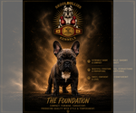 Puppy Female 1 French Bulldog