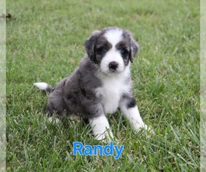 Australian Shepherd-Goldendoodle Mix Puppy for sale in BRIGHTON, MO, USA