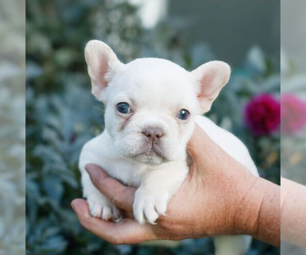 Medium Photo #3 French Bulldog Puppy For Sale in HONEY BROOK, PA, USA
