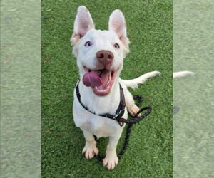 Venom - Male Australian Shepherd-Unknown Mix Dog for Adoption - Photo #2