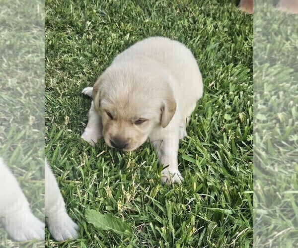 Medium Photo #9 Labrador Retriever Puppy For Sale in CEDAREDGE, CO, USA