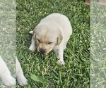 Small Photo #9 Labrador Retriever Puppy For Sale in CEDAREDGE, CO, USA