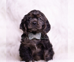 Puppy AKC Jive Cocker Spaniel