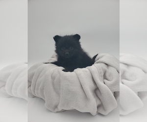 Pomeranian Puppy for sale in GOSHEN, IN, USA