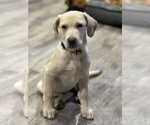 Medium Labrador Retriever Mix