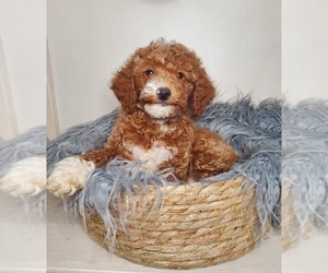 Goldendoodle-Poodle (Miniature) Mix Puppy for sale in ELKHART, IN, USA