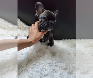 French Bulldog Puppy for sale in TAFT, CA, USA